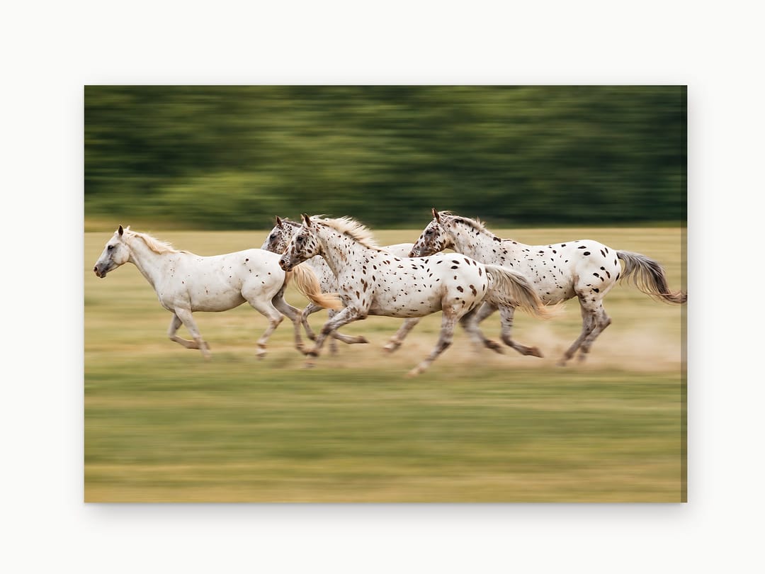 Appaloosa Gallop canvas