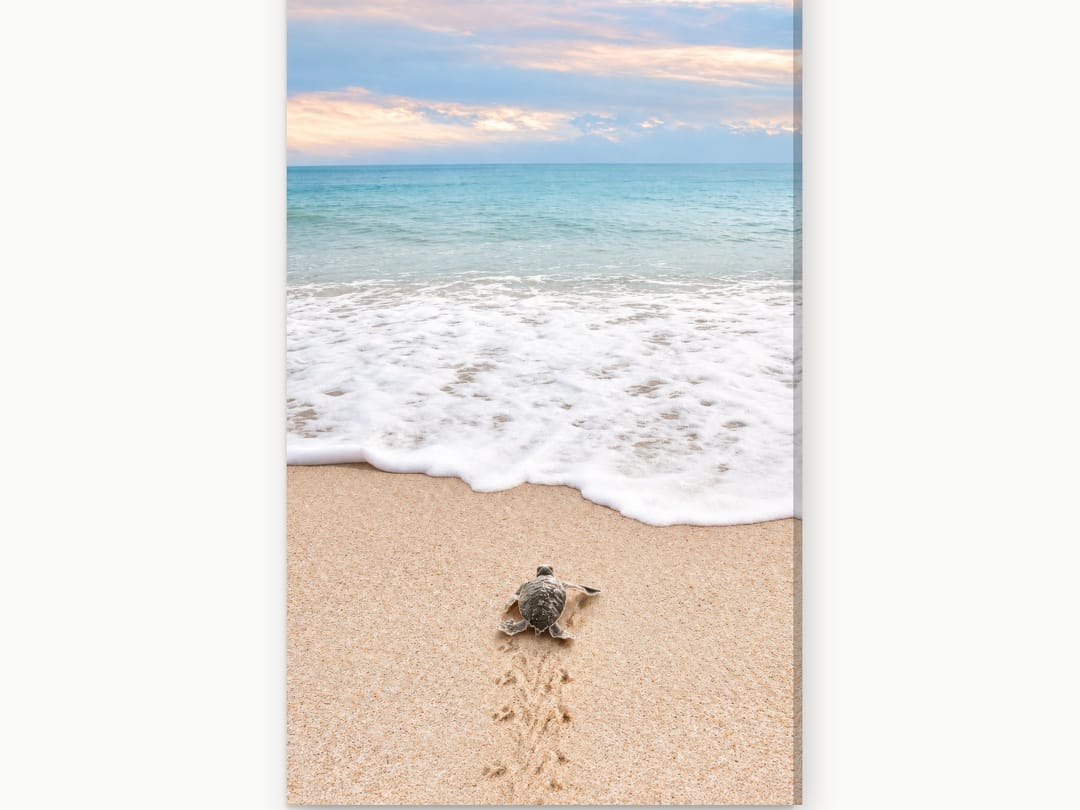 Hatchling Heading Seaward canvas
