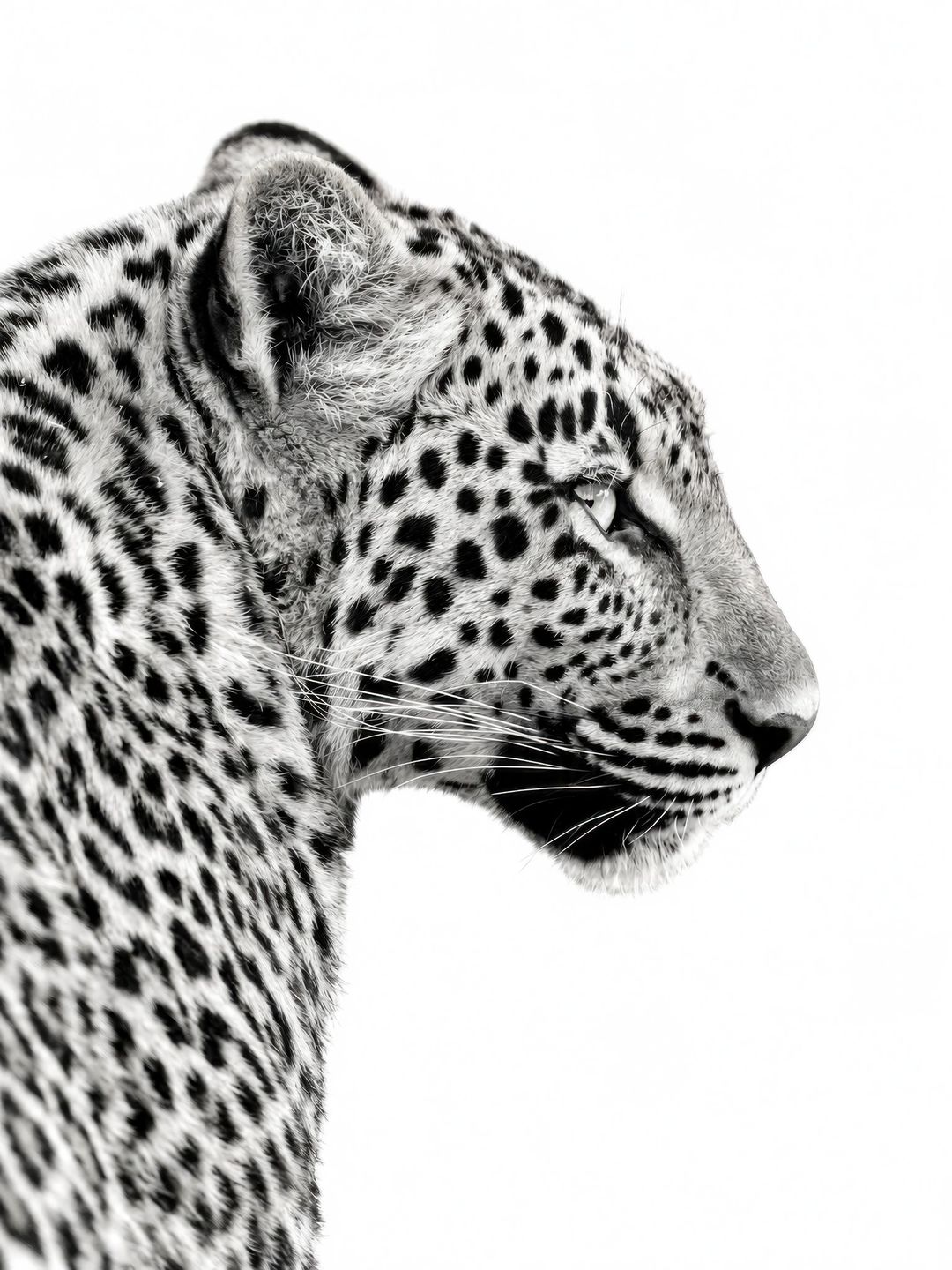 Silent Leopard Profile