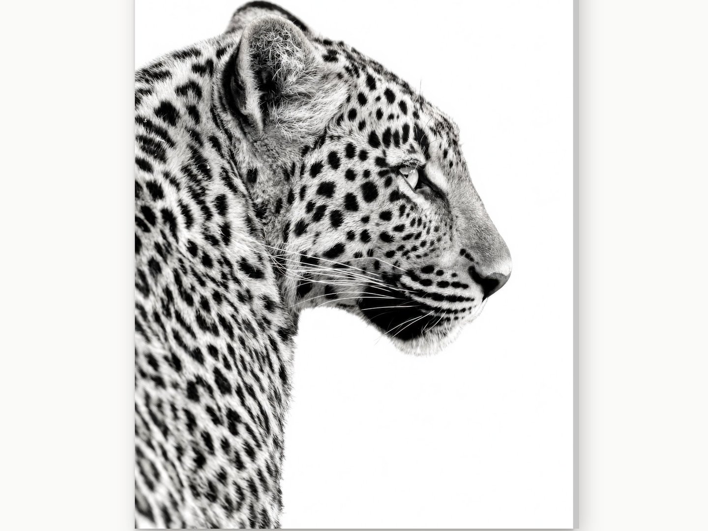 Silent Leopard Profile canvas