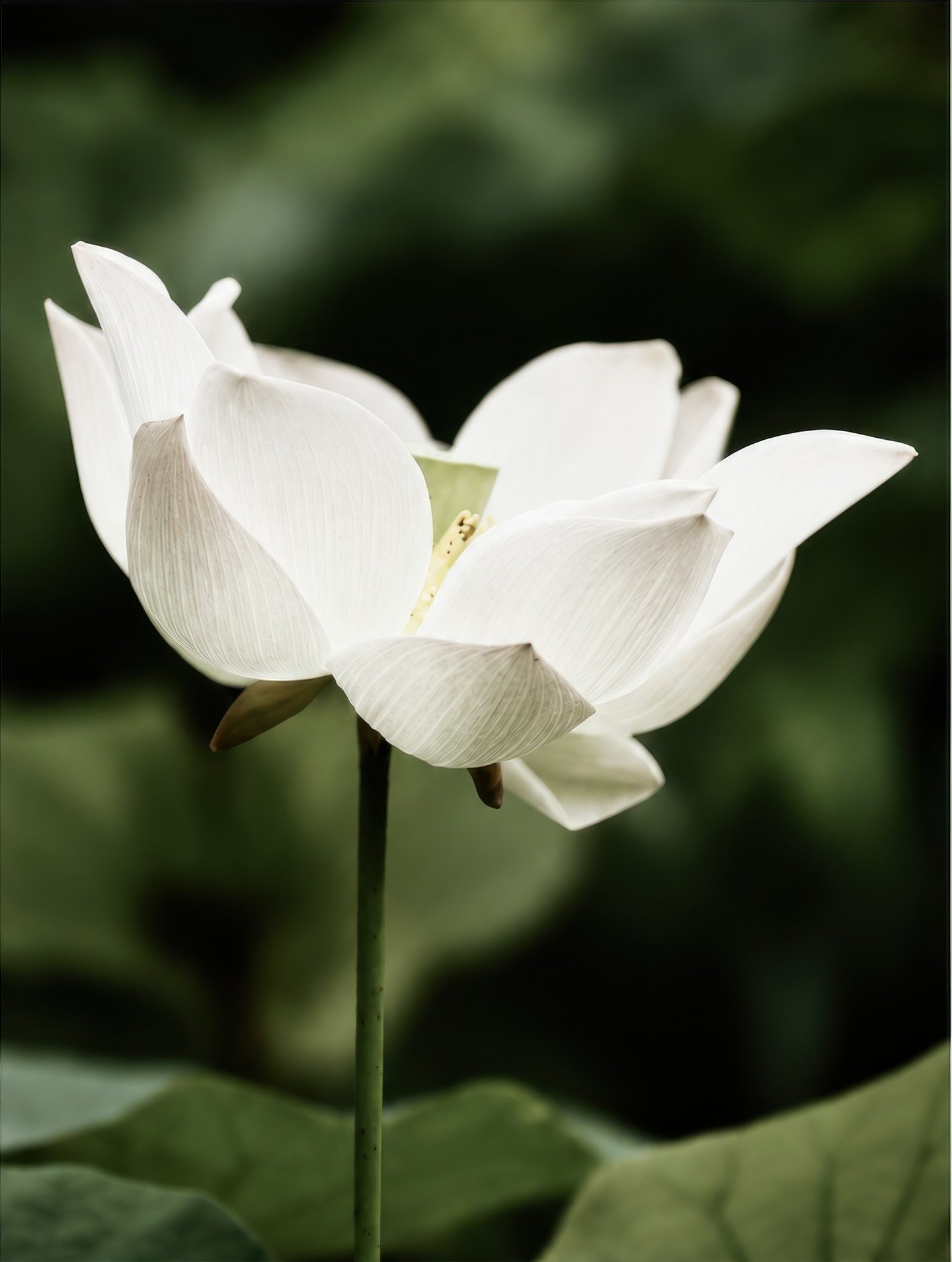 Lotus in Deep Green