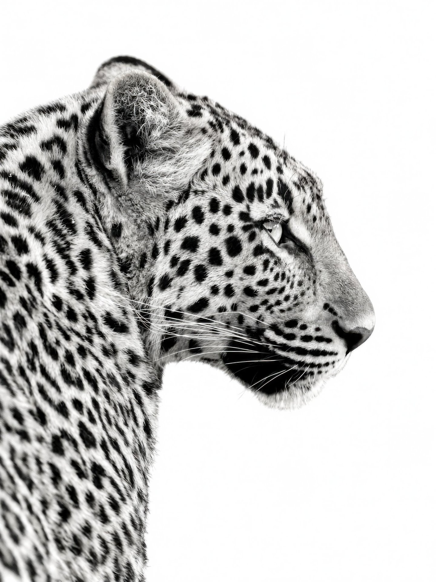 Silent Leopard Profile canvas