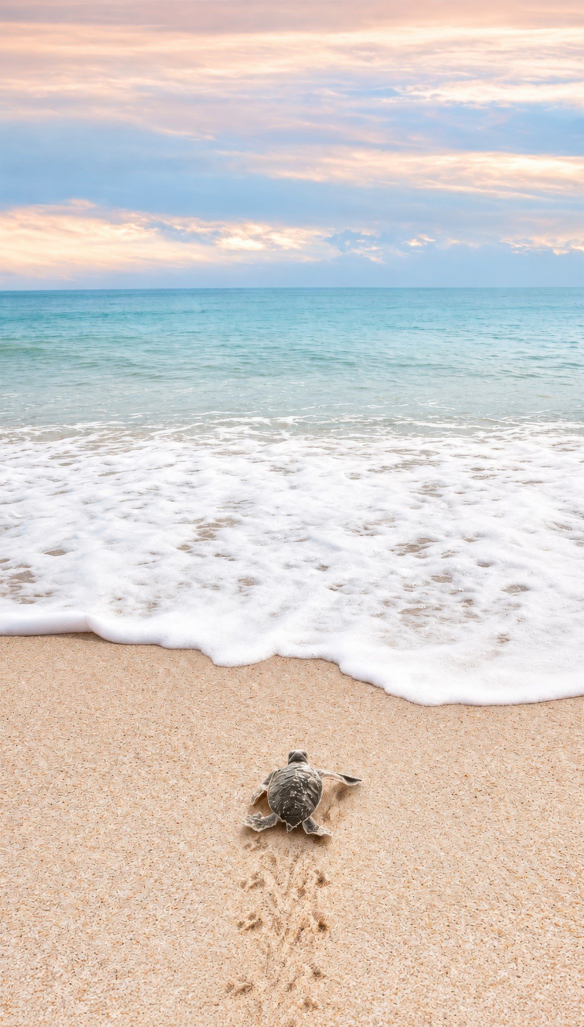 Hatchling Heading Seaward
